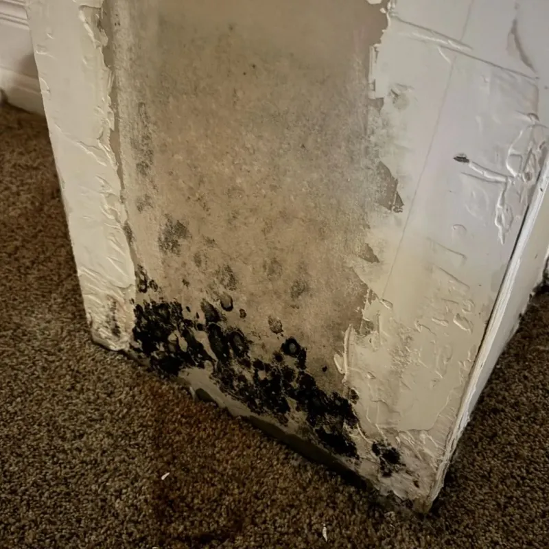 Professional Mold Removal in Coffee County, AL